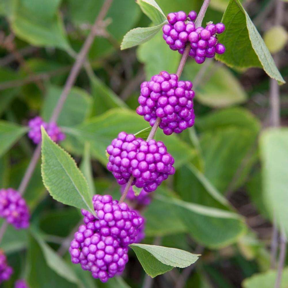 Live Plant - American Beauty Berry Bush/Shrub - 6-12" Tall Seedling - Live Plant - 4" Pot