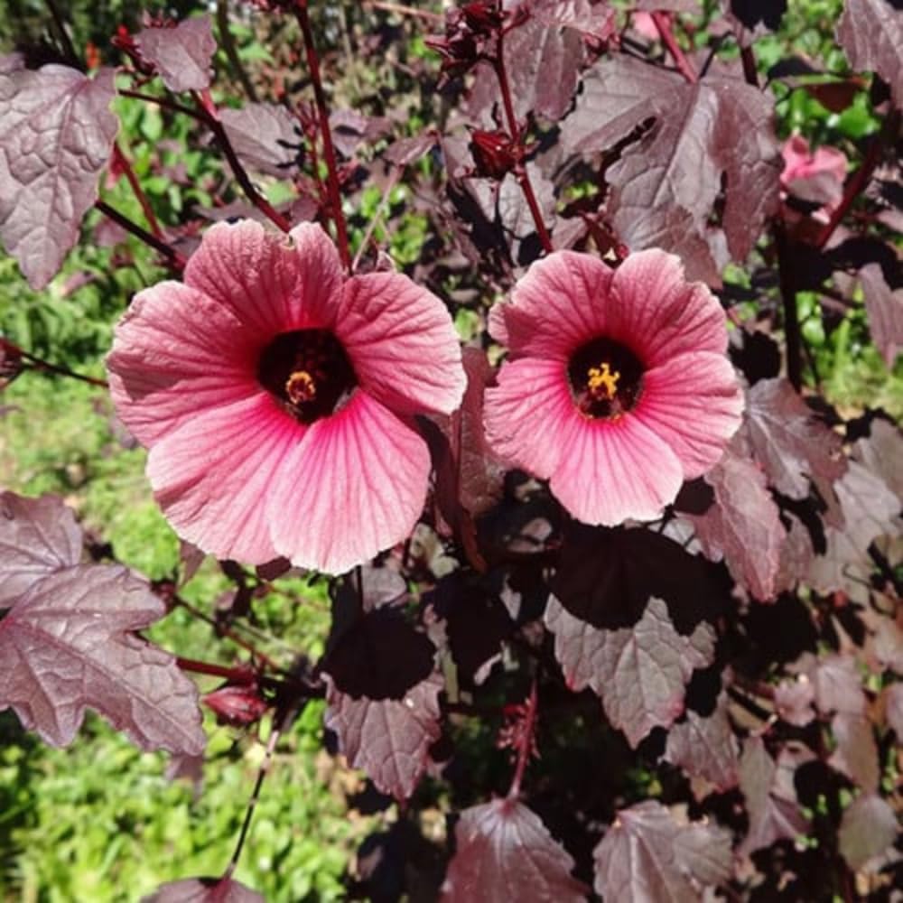 4 Cranberry Hibiscus Live Plants, 4-6” Tall, Tropical Hibiscus Flowers, Cranberry Plants Live
