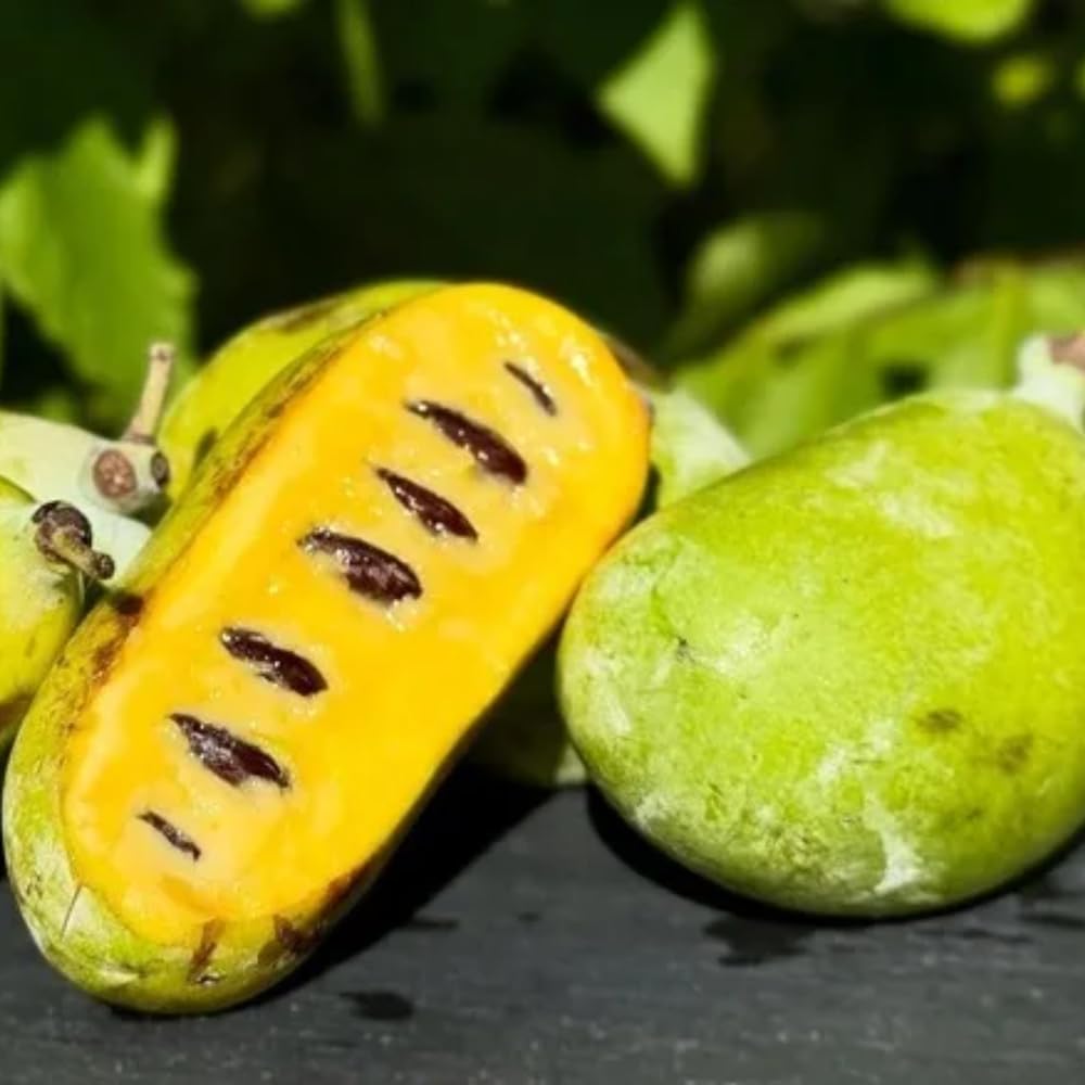 Pawpaw Tree Live Plant, in Quart Pot, Cold Hardy Paw Paw Plant Live for Outdoor Planting, 6-15 Inch Tall, Pawpaw Fruit Tree