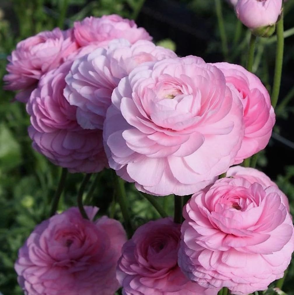 10pcs French Peony Persian Buttercup Mixed Ranunculus Bulbs Largest Double Flower Corms Spring Bloom
