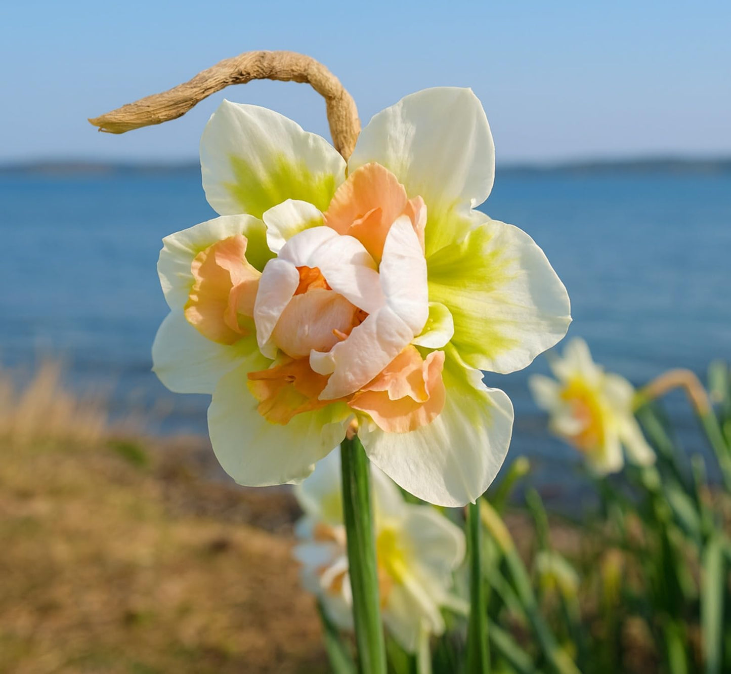 Cupids Embrace Double Daffodil Bulbs for Planting - Top Size Bulbs - Stunning Colors (10 Bulbs)