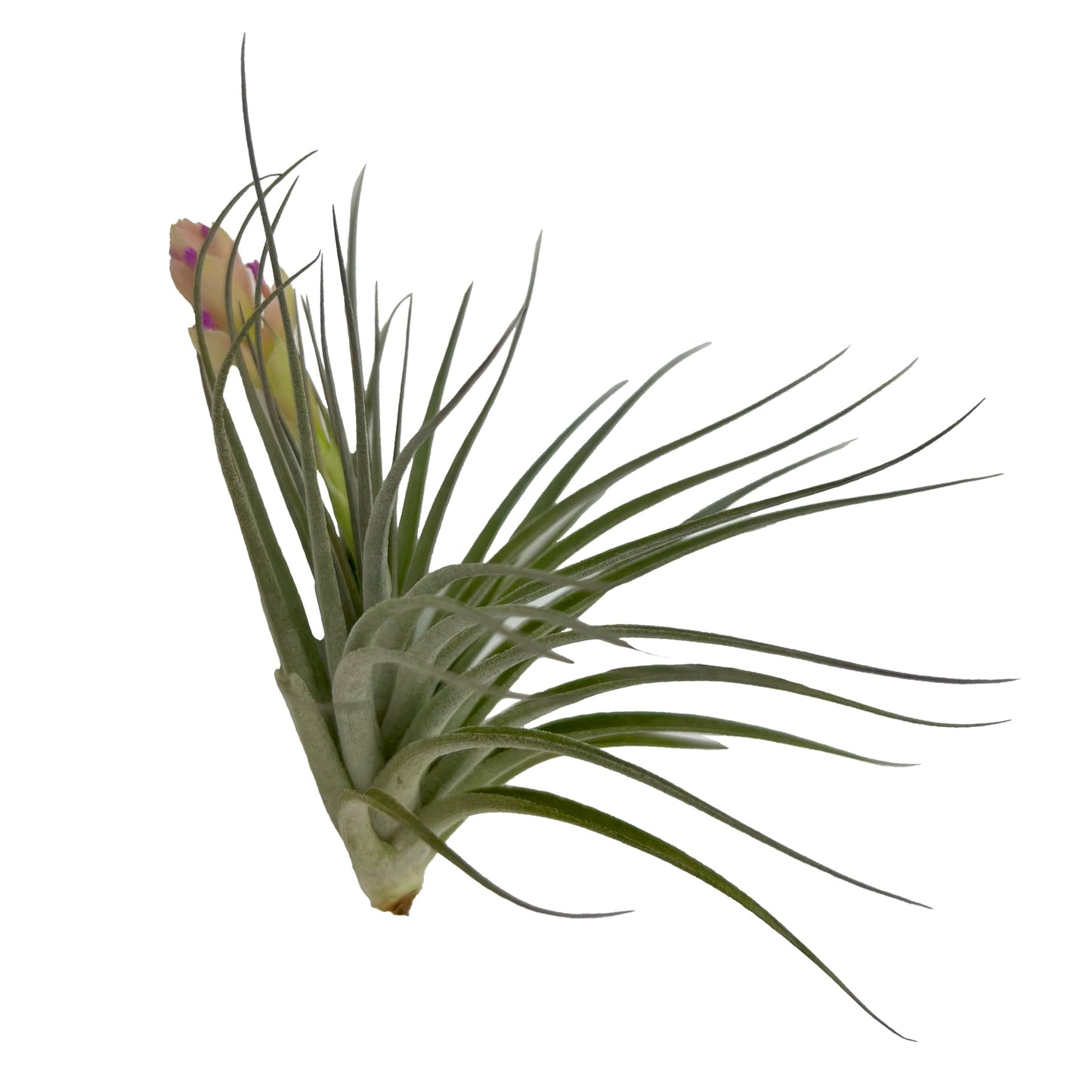 ragnaroc Air Plants - Elsker Gift Box - Large 4" - 5ct - Live Arrival Guaranteed - House Plants for Home Decor & Gift