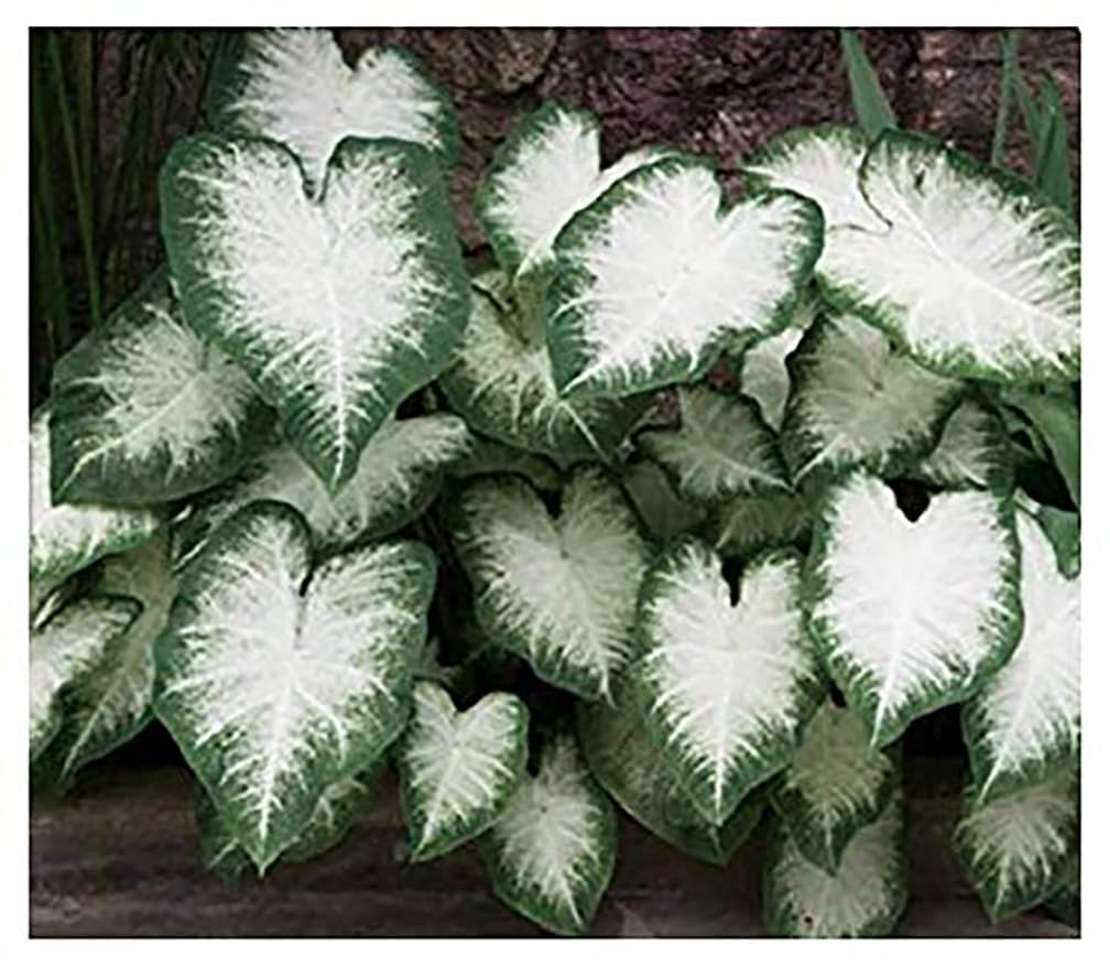 Fancy Leaf Caladium Bulbs for Planting - Large Root Bulb - Aaron - Giant Heart-Shaped Flower Plant - Hardy in Zones 9-11