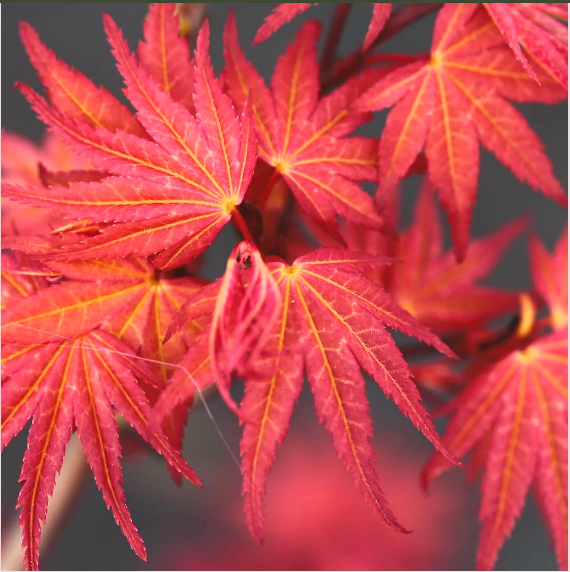 Phoenix Japanese Maple 2 - Year Live Plant
