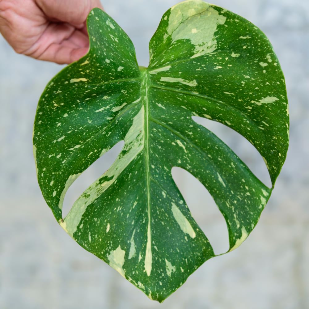 Monstera Plant Live, Starter Plant from 4-6 Inch Tall, Split Leaf Houseplant, Live Monstera Plants Indoor (Constellation)