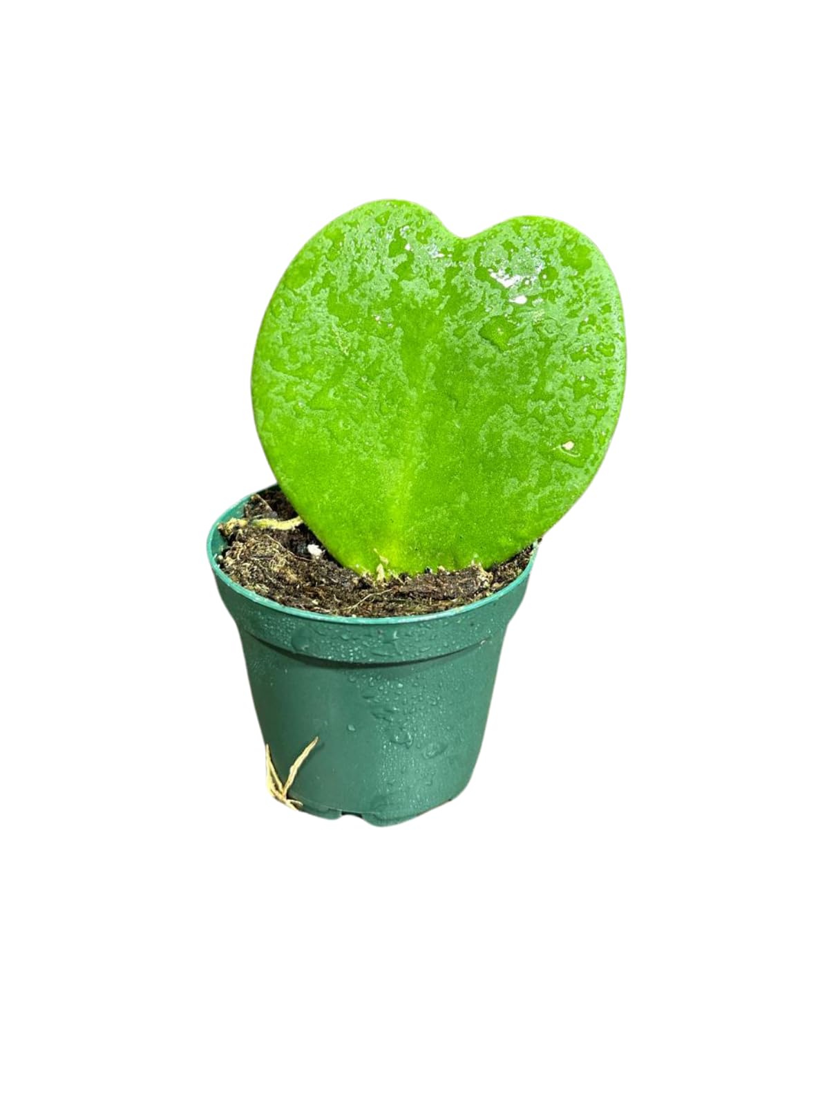 Hoya Kerrii Heart Succulent Plant in a 1.5 inch Pot, Live Indoor Low Light Air Purifying, Easy-Care House Plant