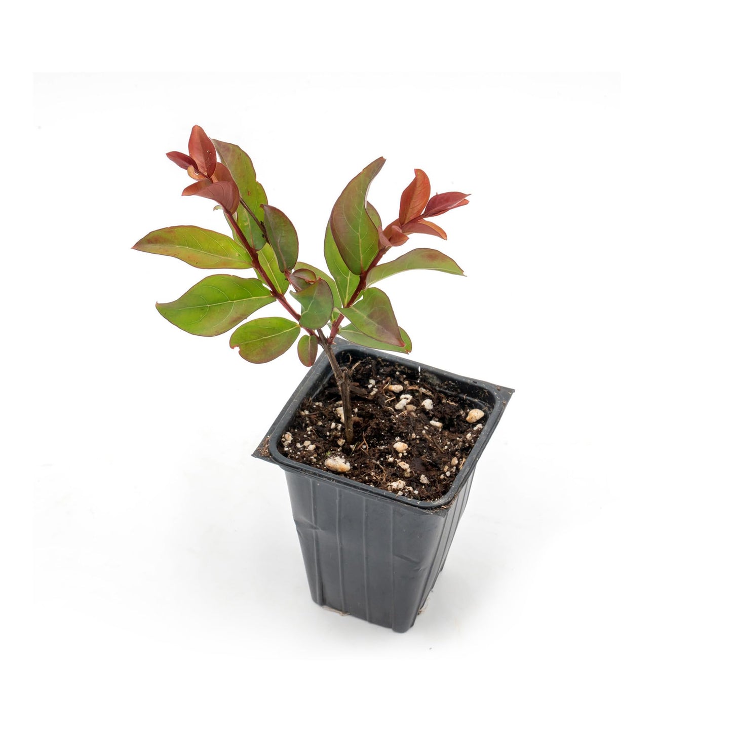 2 Red Rocket Crepe Myrtle, Live Plants (Lagerstroemia Indica) – Vibrant Red Blooms, Thriving in 2.5” Nursery Cubes