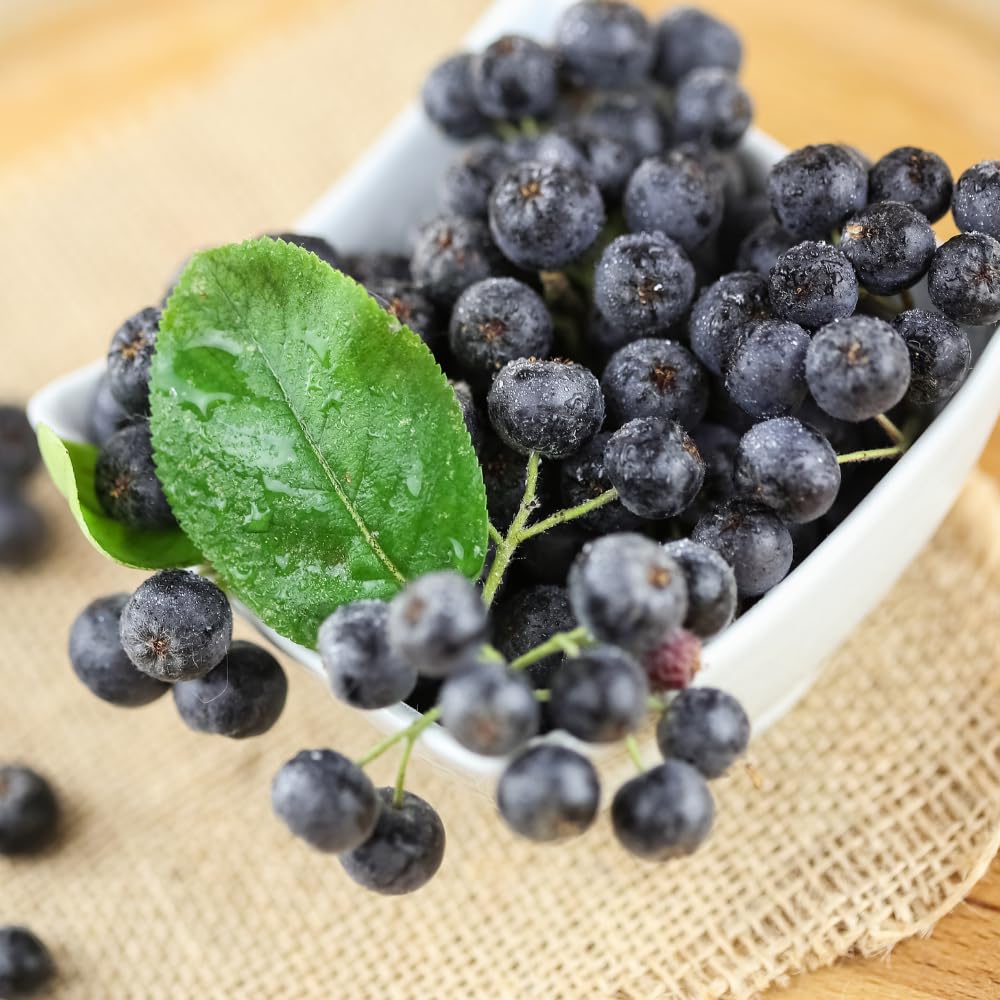 Black Chokeberry Plant, Chokeberry Plant for Planting, 5-9 Inc Tall, Sweet Berries, Cold Hardy Tree for Outdoor Growing