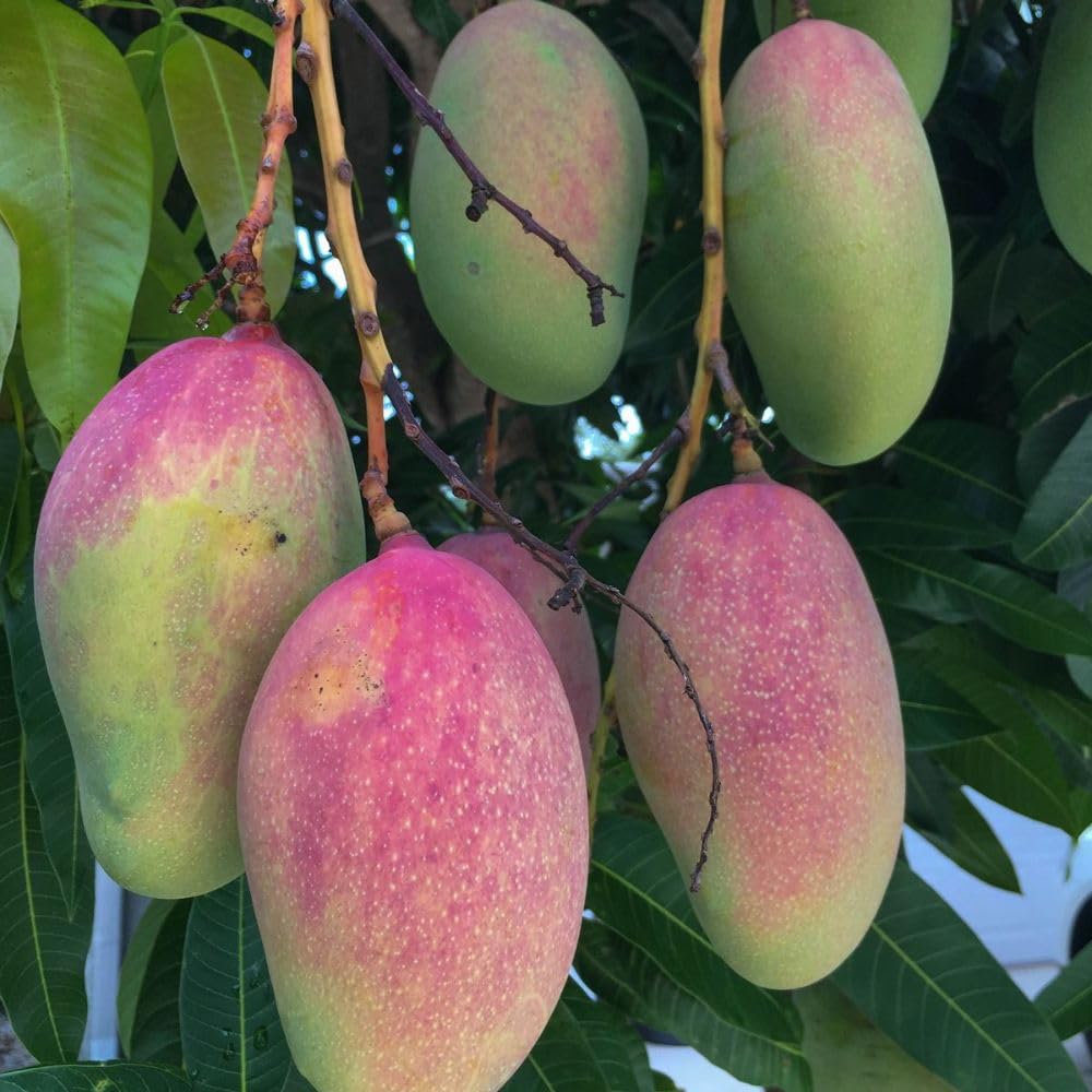 Red Green Mango Plant Live 2-3 ft, Mango Tree 3 Gallon Pot, Fresh Sweet Mango Fruit Plant for Your Garden, No Ship to CA