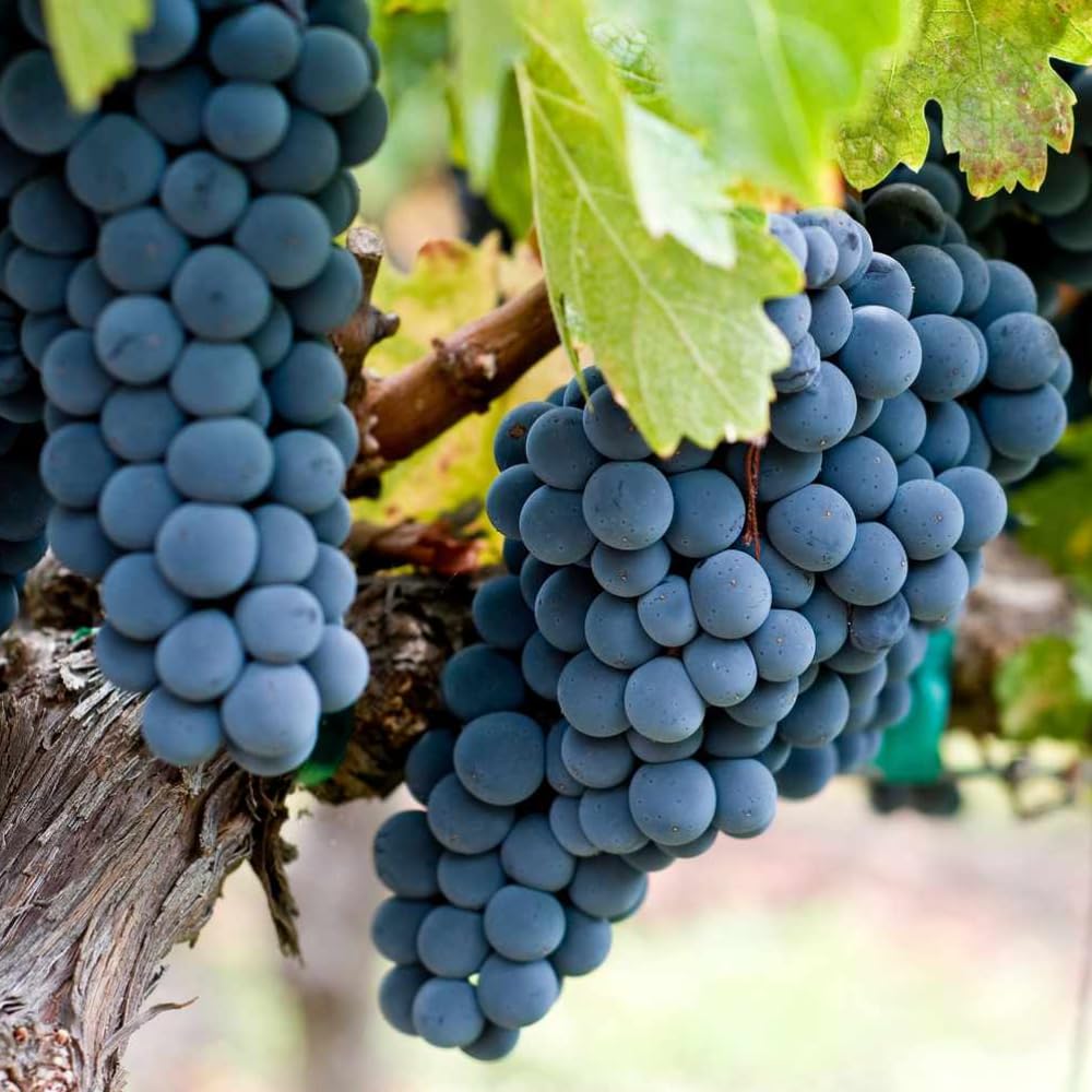Grape Vine Plant Live for Planting, Grape Plant Live Grape Tree 1 to 2 Years Old, Grape Fruit Tree for Planting, Well-Rooted (Blue Black Grape)