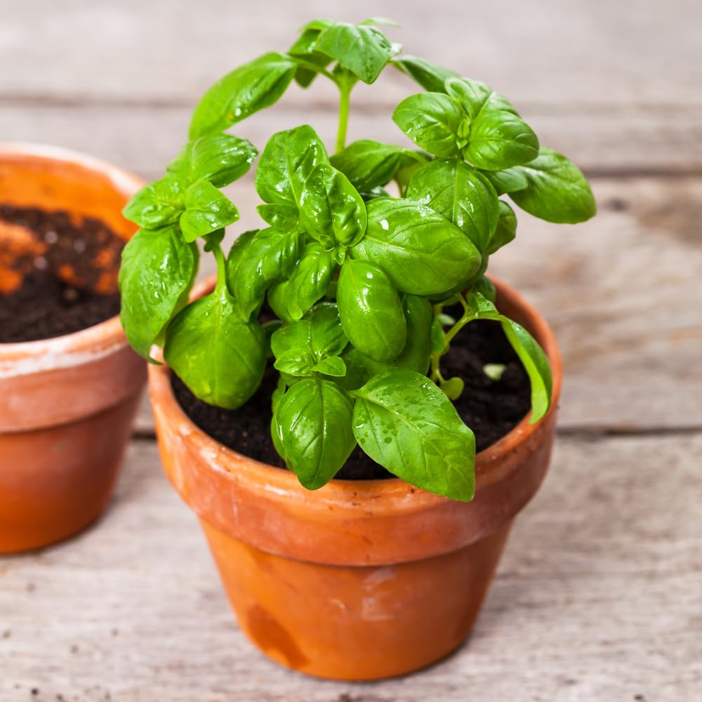 Sweet Basil Plant, 4-6" Basil Plants Live for Planting Outdoor Indoor Garden, Fragrant Herb Plants, 2 Plants Each 4" Pot
