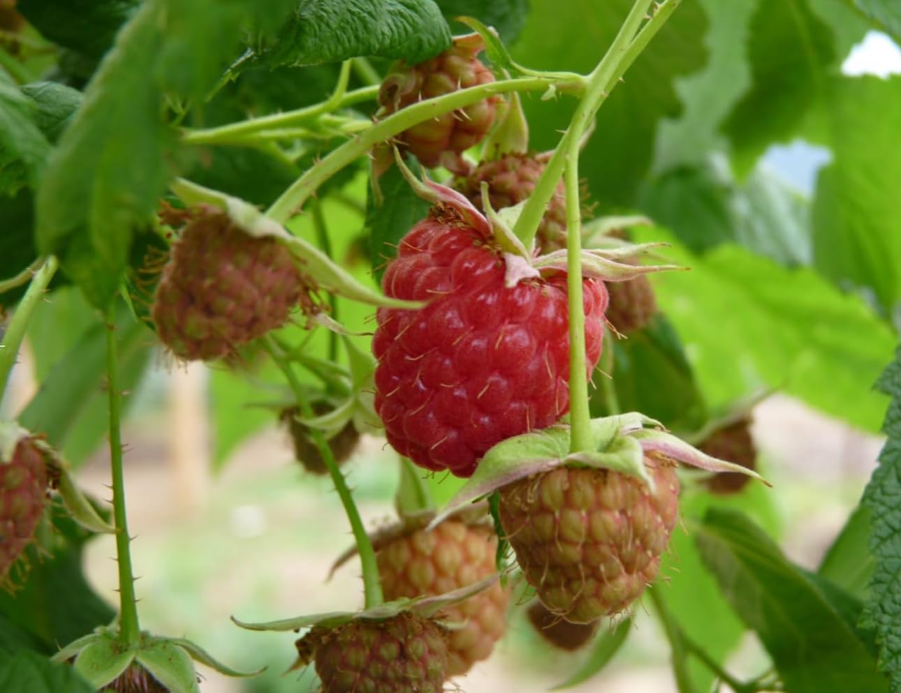 Raspberry Shortcake (Dwarf, Thornless Raspberry) 1 Live Plant in Pot