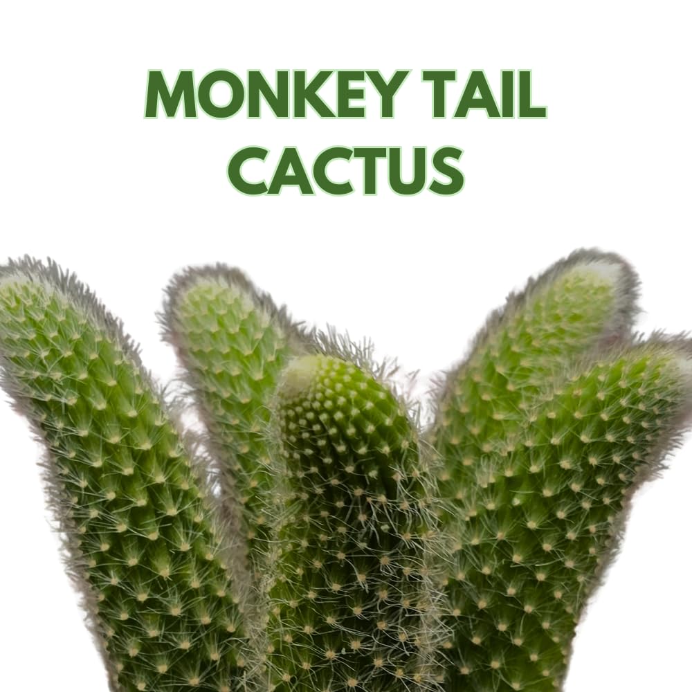 BubbleBlooms Monkey Tail Cactus in a 4 inch Hanging Basket