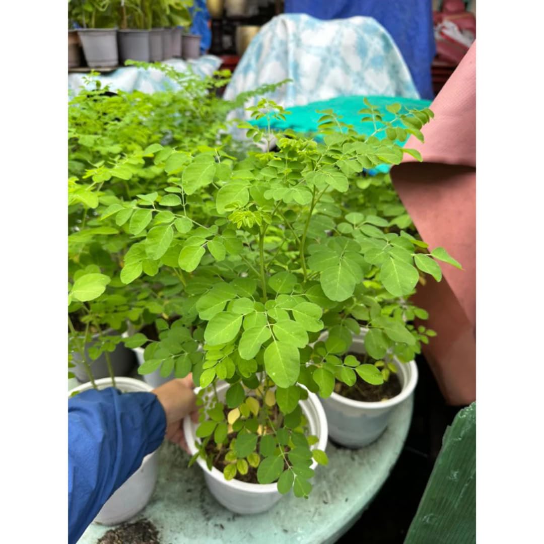 3 Months Old Moringa Oleifera Tree Live Plant, Moringa Plant Potted, Well-Rooted Drumstick Trees Ready to Grow Outdoor