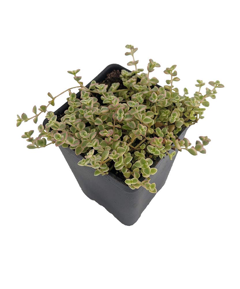 Mini Kitty Jade - Crassula - 2.5" Pot - Terrarium/Fairy Garden