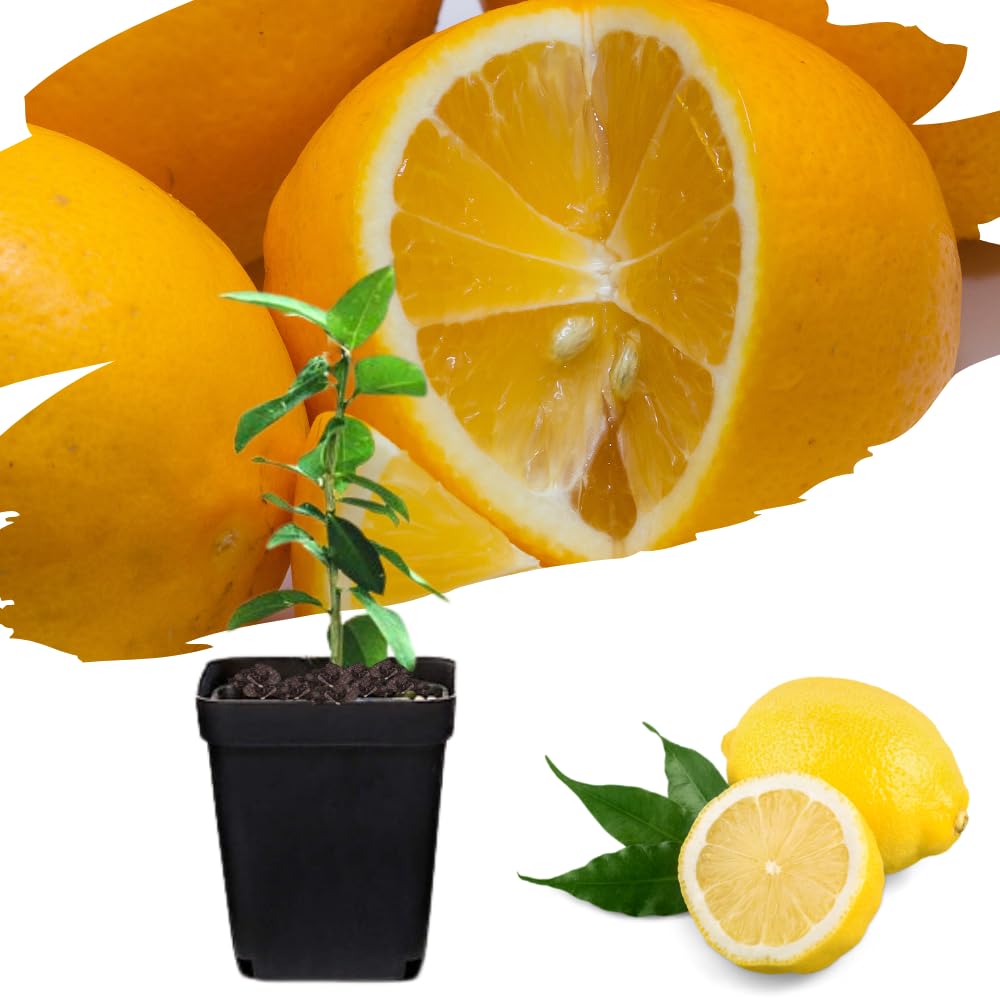 4 Months Old Meyer Lemon Tree Live Plant Seedling Potted, Starter Plant 2 to 3 Inch Tall, Tropical Fruit Outdoor Plant Zones 5-9, Yellow Lemon Lime, Very Hardy, Fragrant Citrus