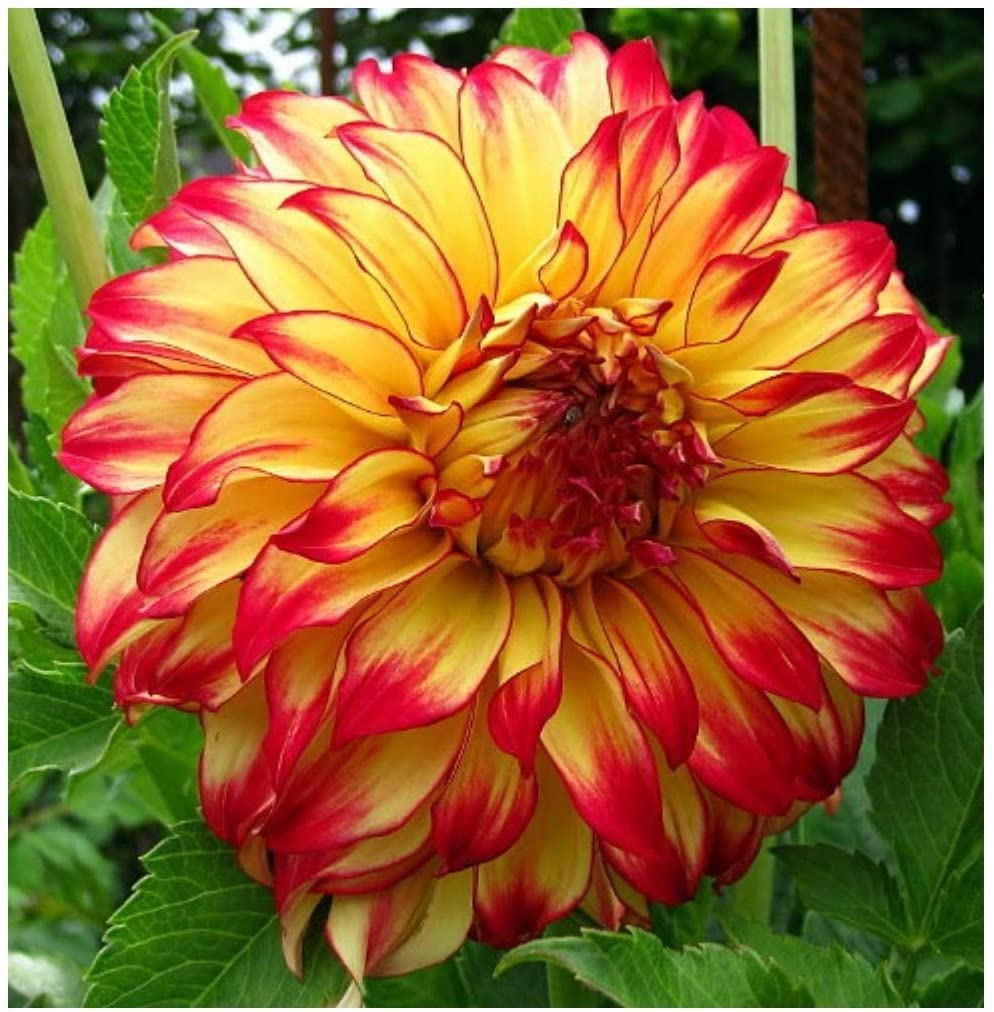 Lady Darlene Dinnerplate Dahlia Flower Tuber - Grows Well in Containers - Good as Cut Flowers - Ready to Plant Live Dahlias