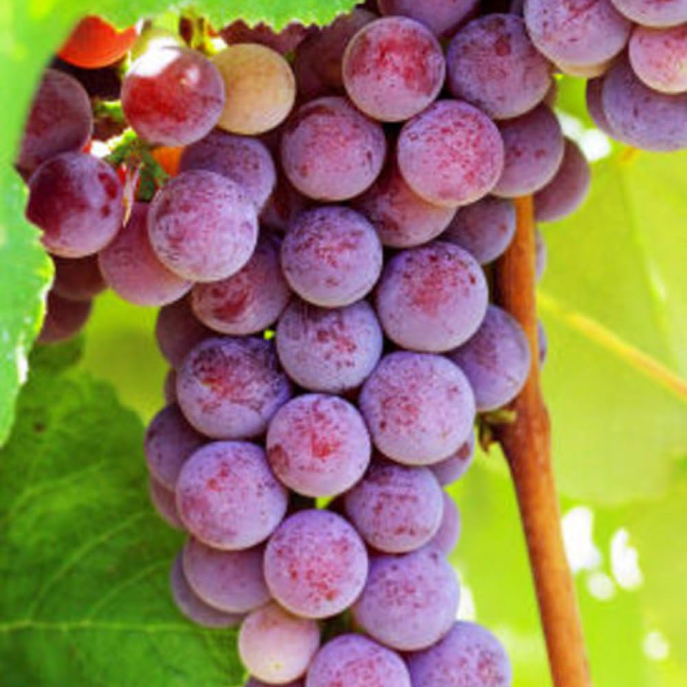 Red Grape Vine Plant Live for Planting 1 to 2 Years Old, Bunch Grape Plant Live Grape Tree, Grape Fruit Tree for Planting