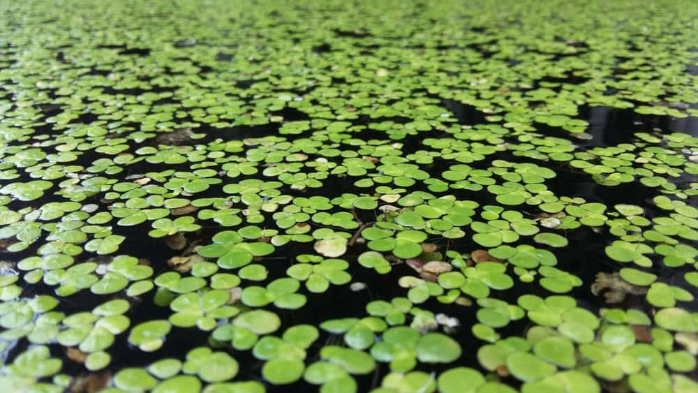 Duckweed (Lemna Minor) - 1200 Plants - Small Disabled Veteran Owned Company - South Shore Retail - Live Aquarium + Pond Plants