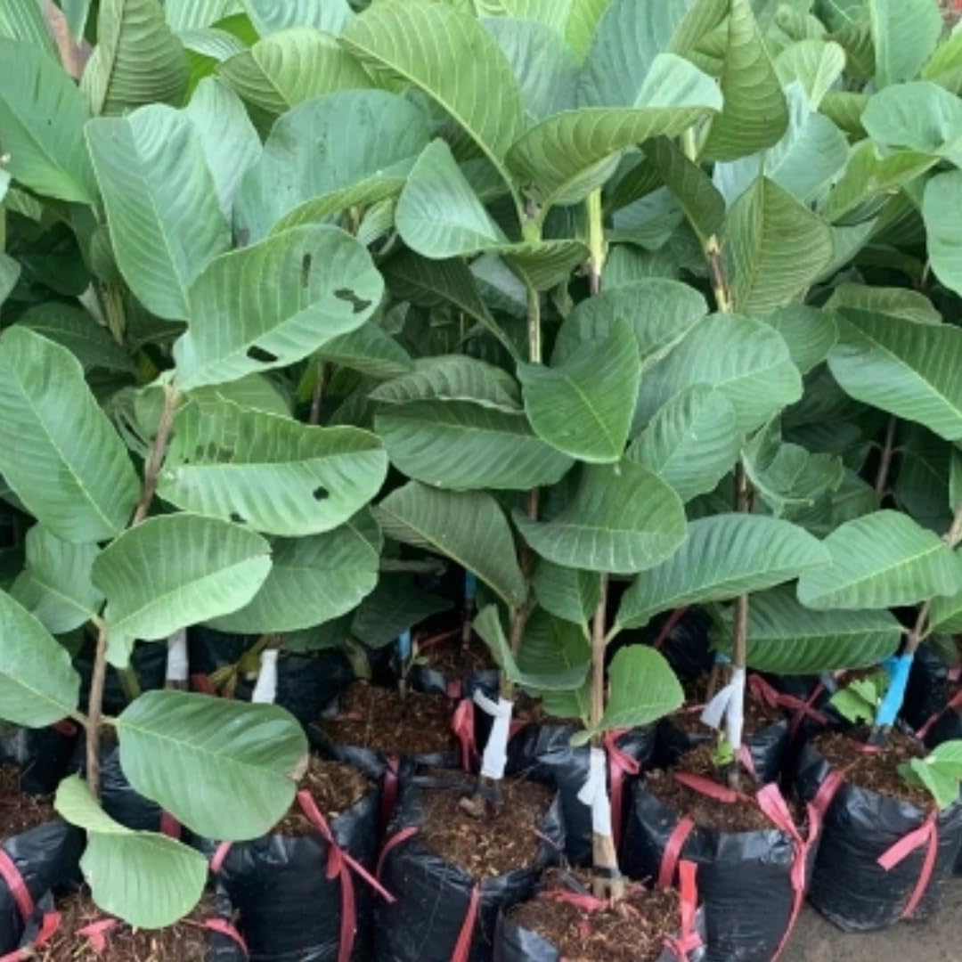 Live Pink Guava Tree Plant 1 Year Old Seedling, Guava Tree Fruit Plant, 5 to 8 Inches in Tall, No Pot
