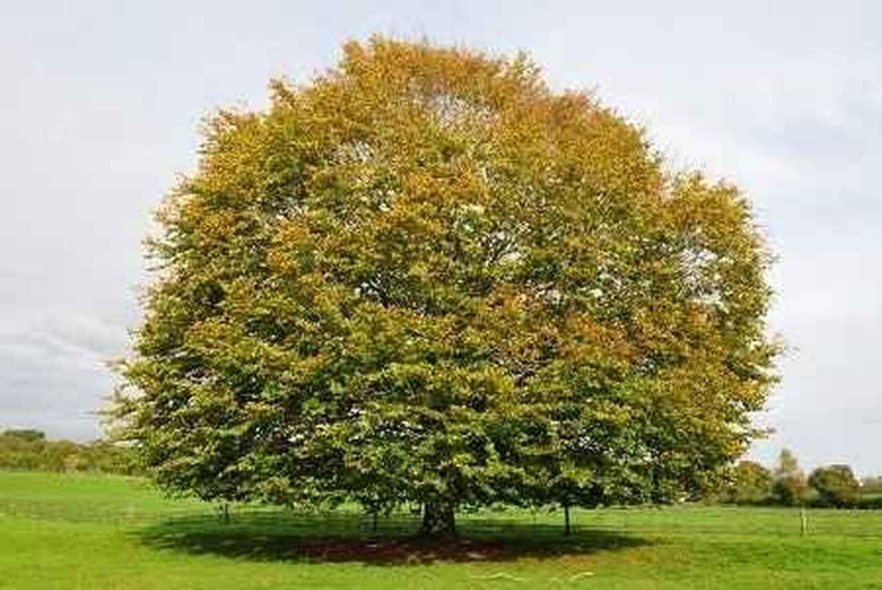 Live Plant - American Beech Tree - Live Plant - 6-12" Tall - Quart Pot - Fagus grandifolia
