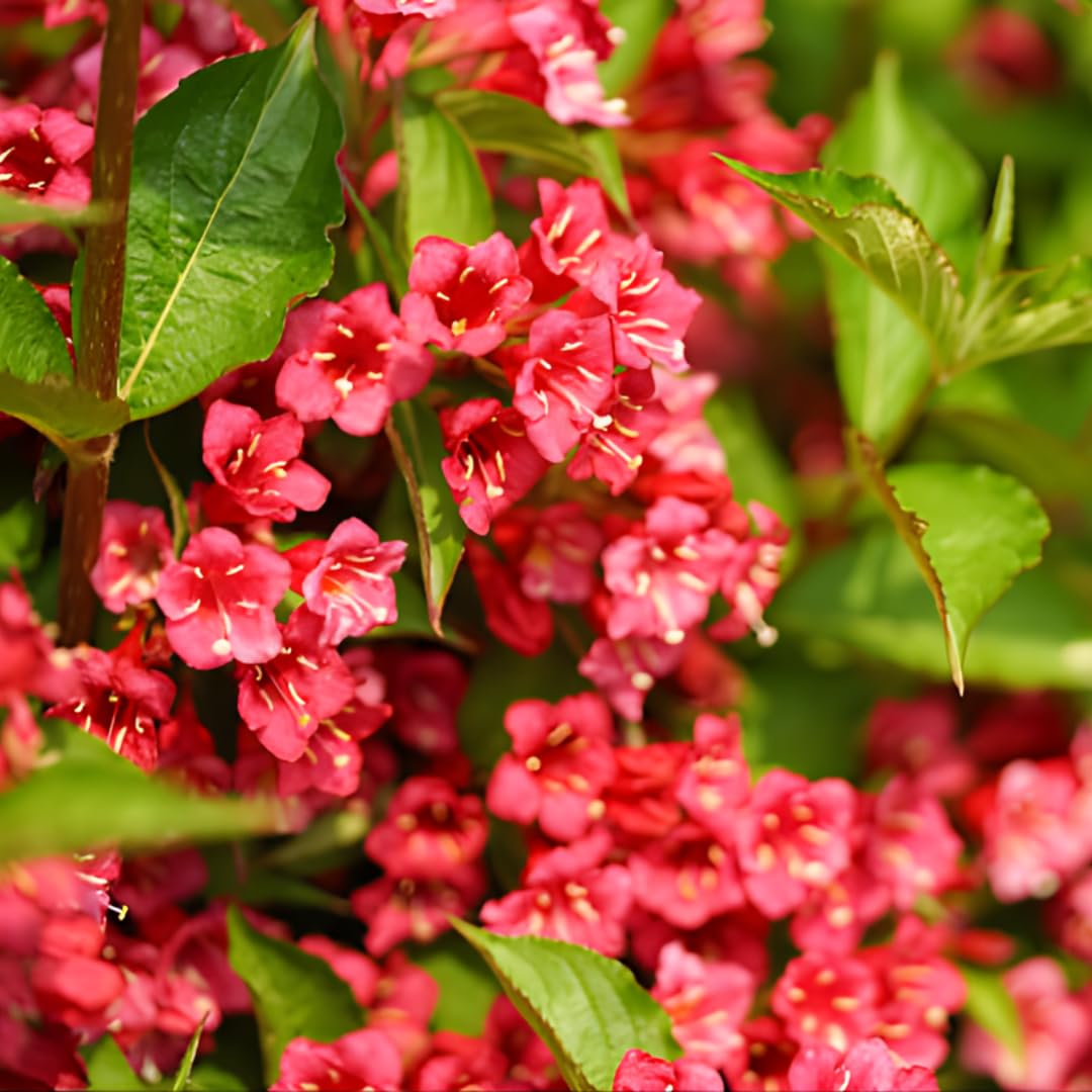 Red Weigela Shrub Live Plant | Gallon Size Pot | Low Maintenance Flowering Deciduous Plant | Professional Grade Established Plant