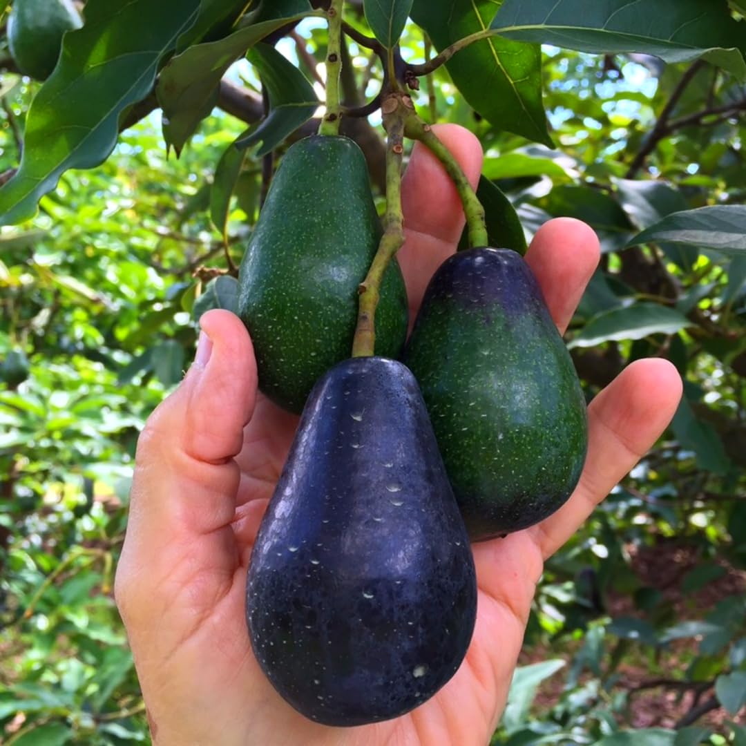 2 Years Old Avocado Tree Grafted, 1-2 Feet Tall in 3 Gallon Pot,Ready to Plant and Bear Fruit (Black)