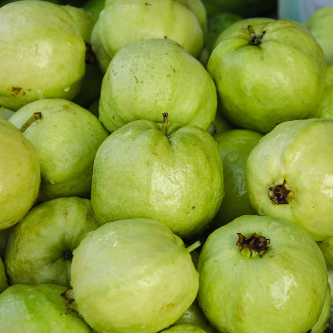 Pink Guava Plant Live, Sweet Tropical Guava Fruit Tree, 2–3 Ft Tall in 3 Gallon Pot, Ready to Grow, No Ship to CA