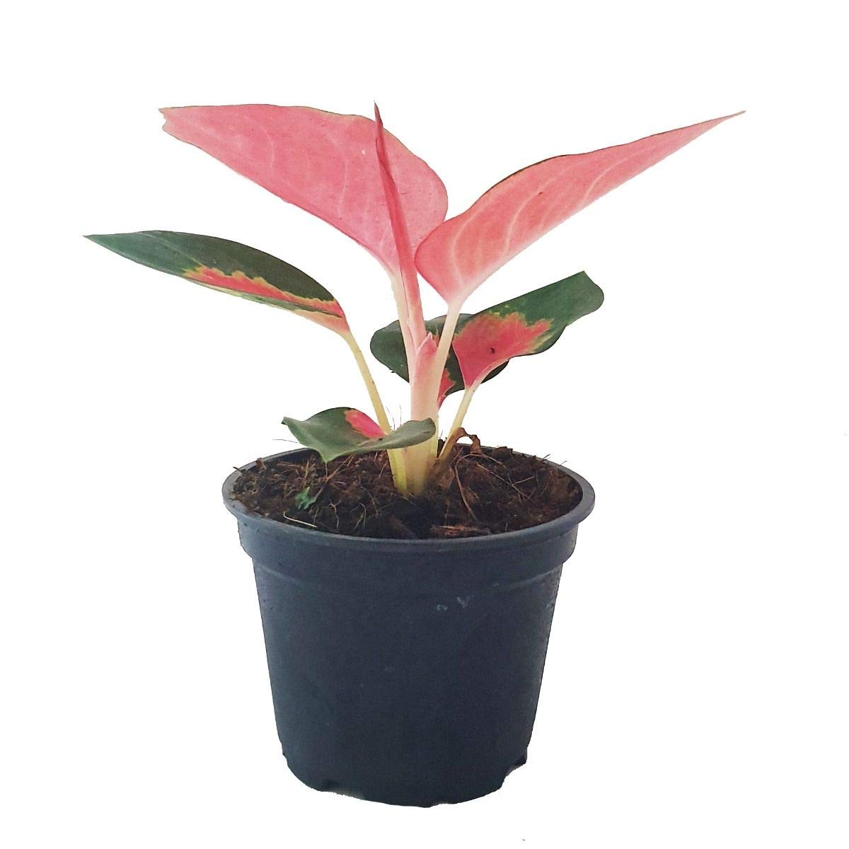 Pink Pearl Chinese Evergreen Plant - Aglaonema - Low Light - 4" Pot