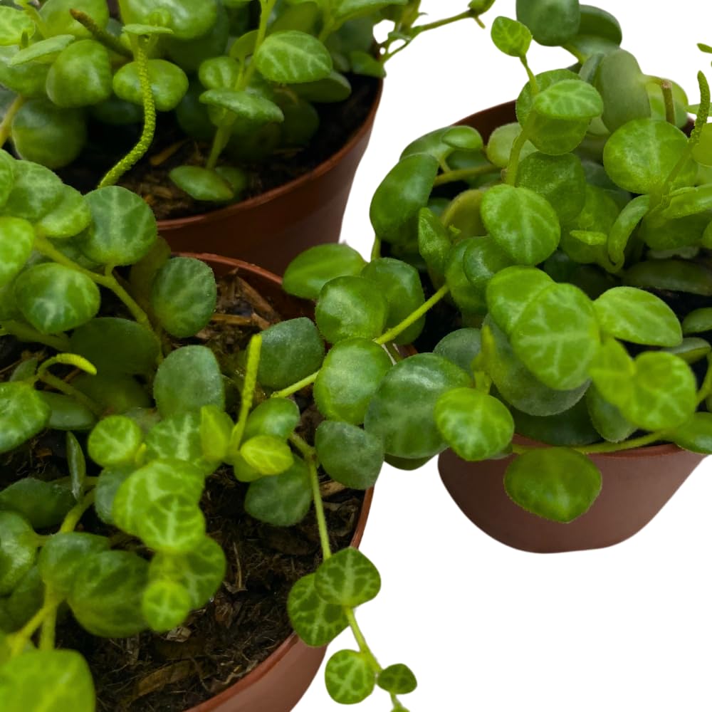 BubbleBlooms String of Turtles, 2 inch Set of 3, Peperomia prostrata Tiny Mini Pixie Plants