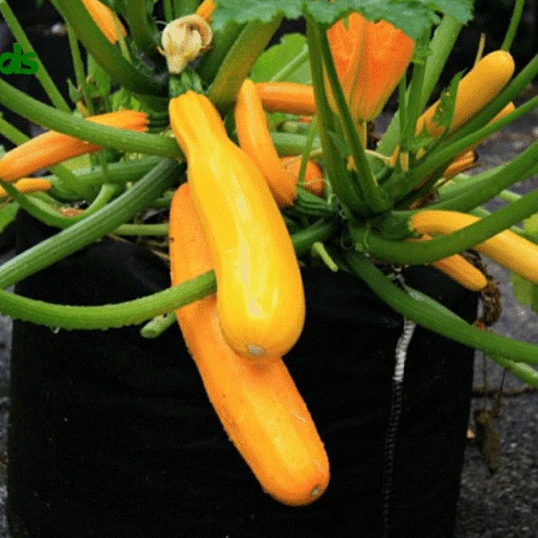 6 Yellow Squash Plants Live, 3 to 5 Inch Tall, Zucchini Plants Live, 4 Inch Pot Vegetable Plant