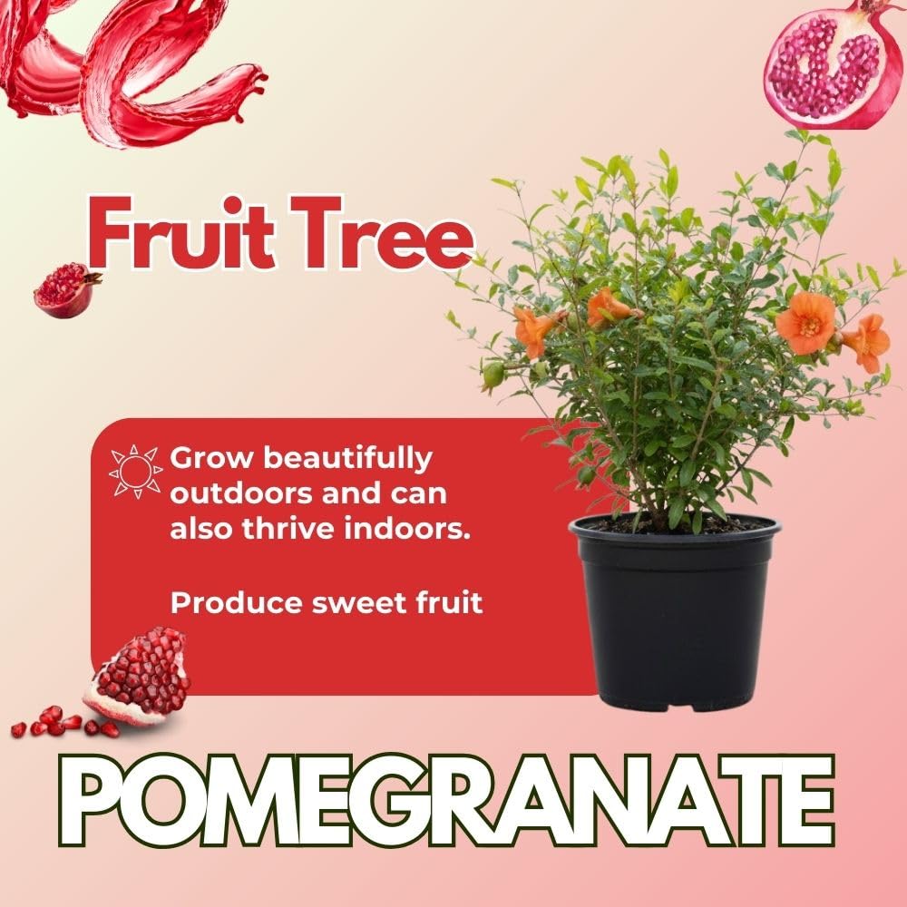 Sweet Pomegranate Live Plant 8-10 Incch Tall, 4 Inches Pot, Red Pomegranate Plants Live, Edible Fruit Bearing Tree for The Patio and Garden