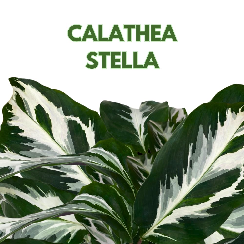 BubbleBlooms Calathea Stella in a 4 inch Pot Rare Variegated Prayer Plant, Cathedral Plant, Green and White