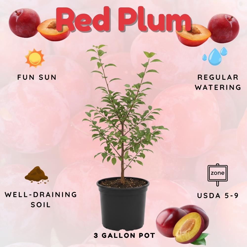 Plum Tree, Plum Live Plant, Sweet Fruit Plant, Live Fruit Tree for Outdoor Planting, 3 Feet Tall in 3 Gallon Pot, No Ship to CA (Red)