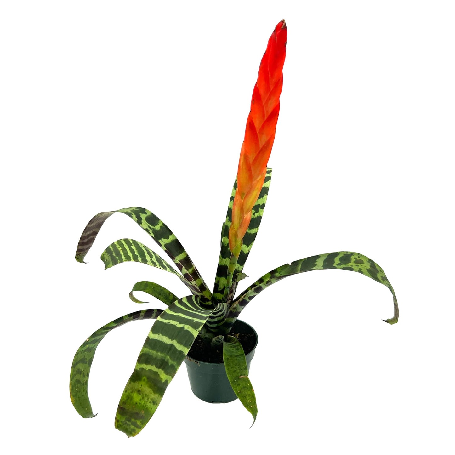 ragnaroc Live Plants – Bromeliad Vrisea Splenriet, 4-8" in 4" Pot - 1ct - Live Arrival Guaranteed - House Plants for Home Decor & Gift