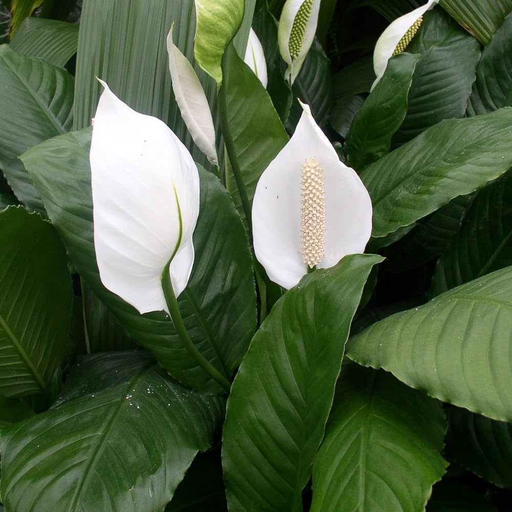 Live Peace Lily Plant, 4 Inch Pot, Easy Care Indoor Houseplant, White Blooms - Great for Home and Office