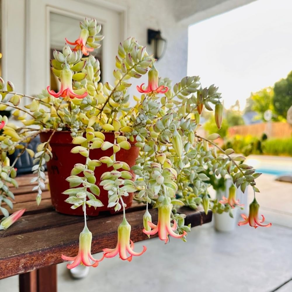 Cotyledon Pendens Succulent Plant, Trailing Succulent Houseplant Well Rooted 2'' Pot, Easy Care Indoor Plant