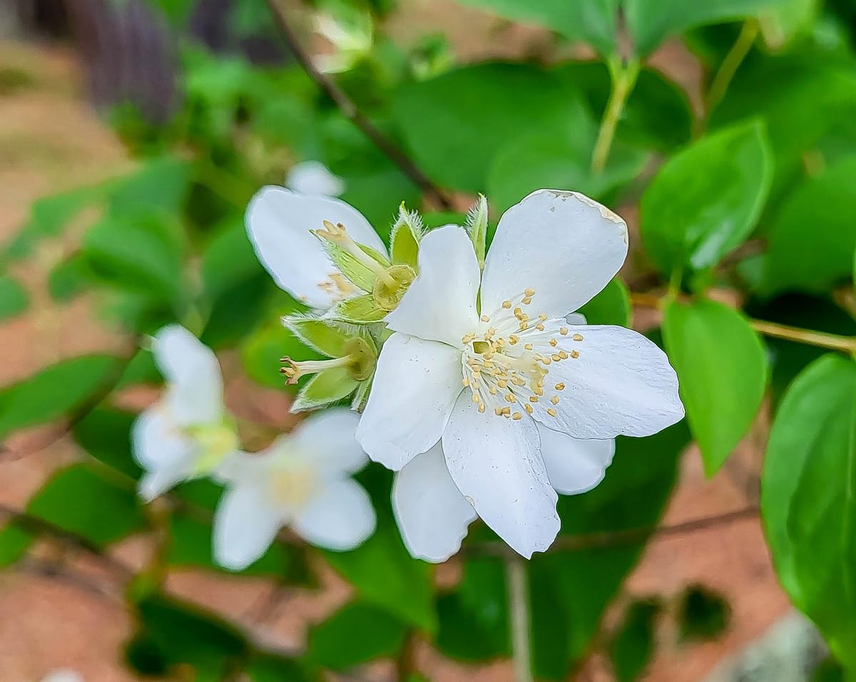 Mock Orange Bush, Philadelphus Shrub Live Plant, Sweet Fragrant Mock Orange Plants Tree Live in Pot, 5-8 Inc Tall