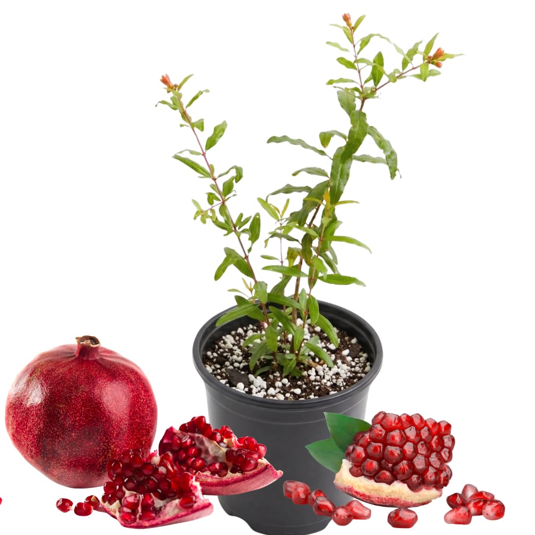 Live Pomegranate Plant Live, Sweet Pomegranate Fruit Tree, 8-10 Inches Tall in 4 Inch Pot, Ready to Grow