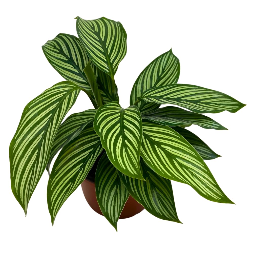BubbleBlooms Calathea Vittata, in a 4 inch Pot, Zebra Peacock Cathedral Plant