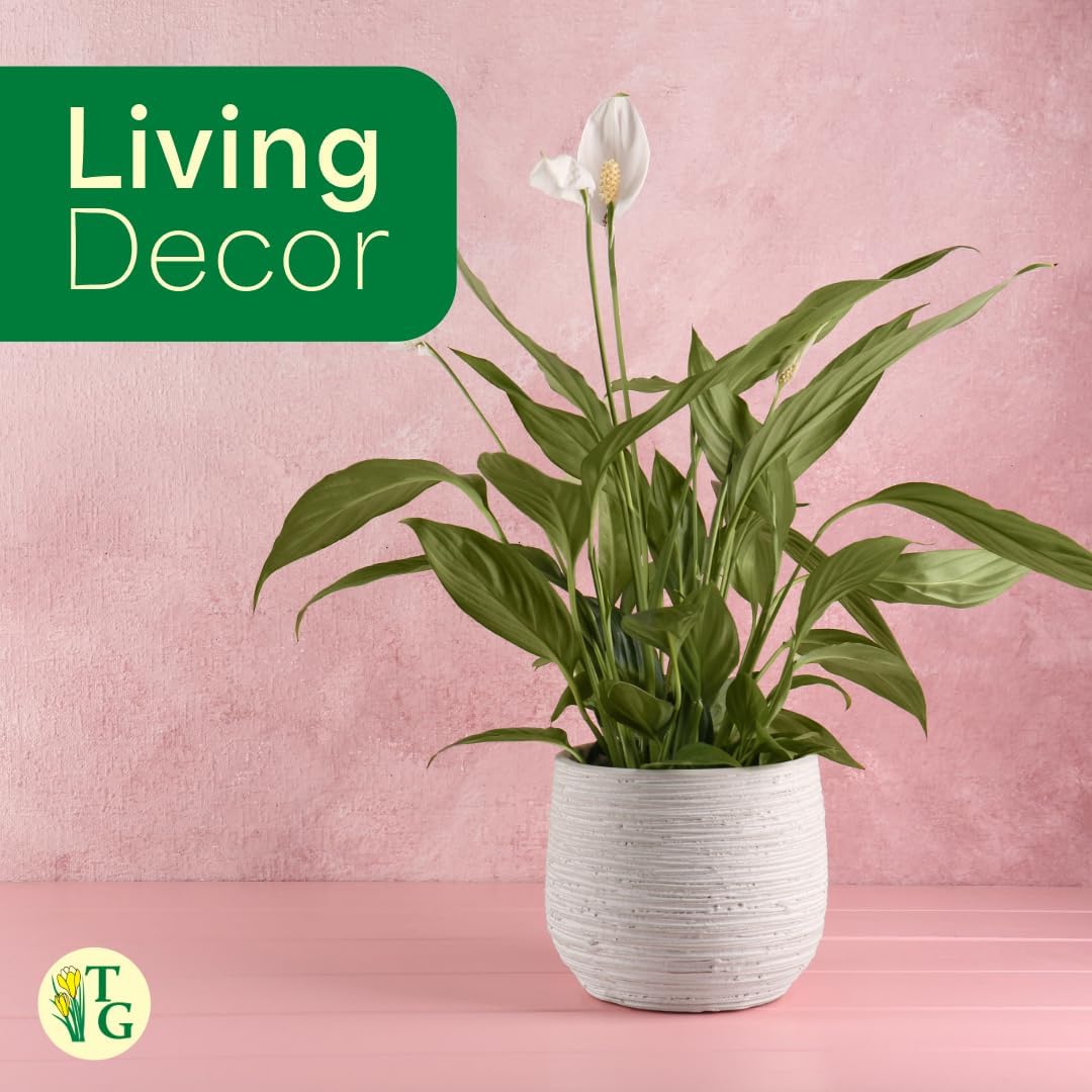 Live Peace Lily Plant, Spathyphylum, Low Light, Live Indoor Plant, 4" Diameter Pot