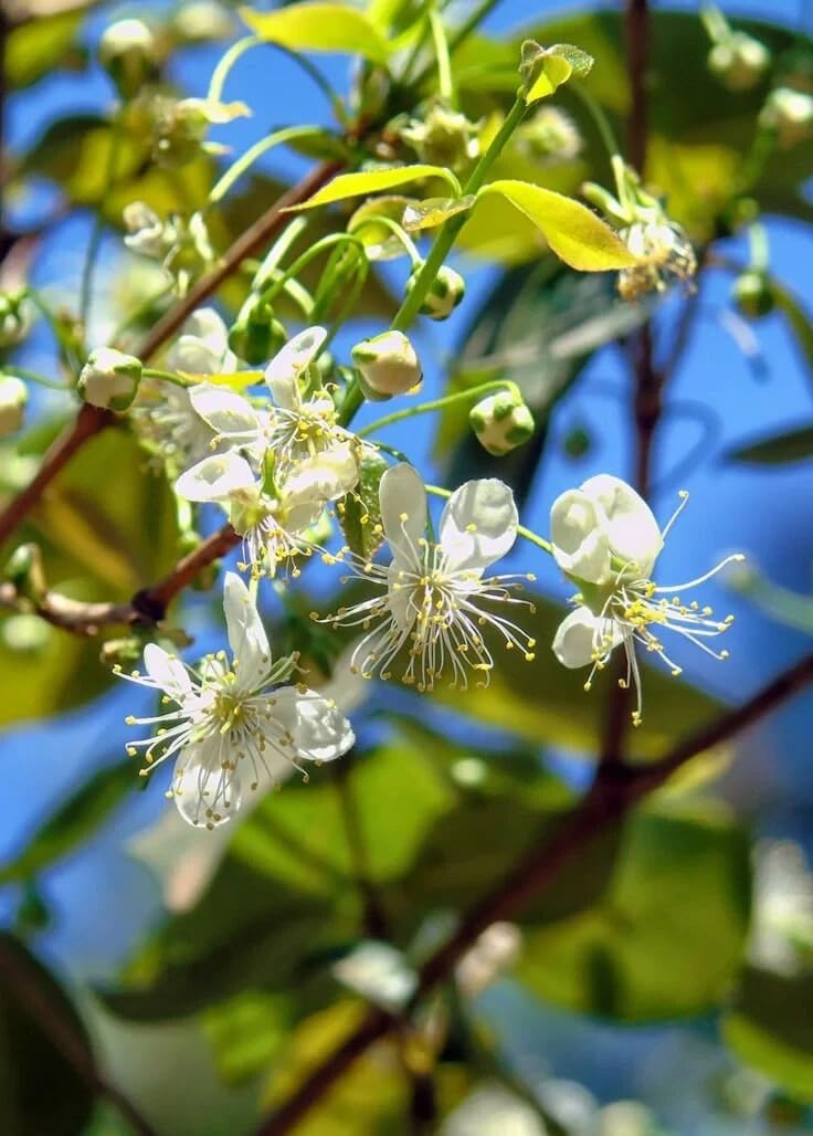 Live Plant - Suriname Cherry Tree 1-3Ft (Pitanga)