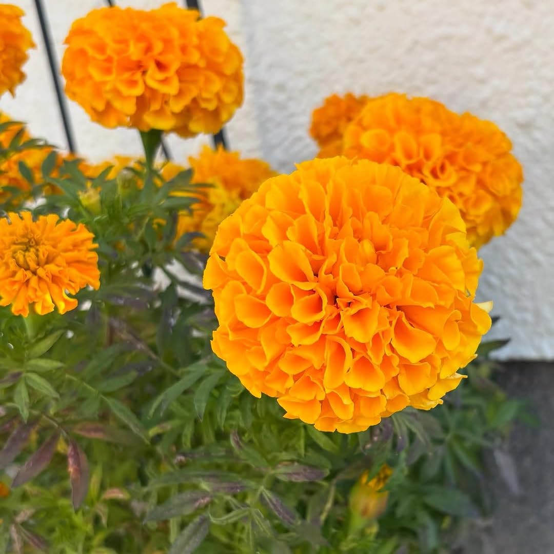 Set 2 Orange Marigold Live Plants, Marigold Plants Live Potted, Marigold Flowers Live Plants