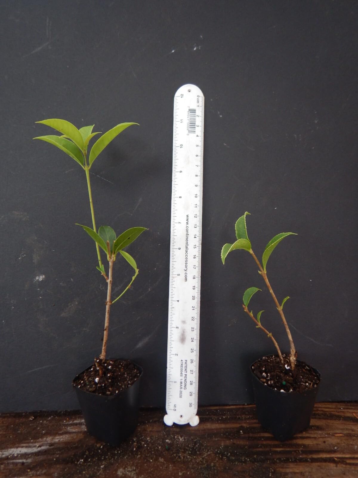 Live Plant - Beni Kin Mokusei Red Sweet Tea Olive Osmanthus Fragrans Rooted Starter Plant