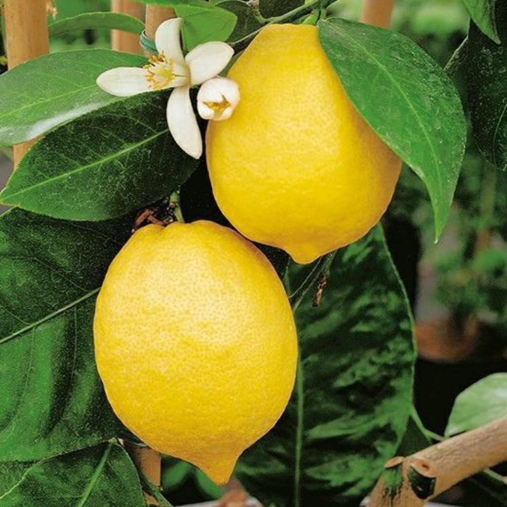 2 Meyer Lemon Tree Live Plants in 4'' Pot, Hardy Meyer Lemon Tree, Tropical Fruit Tree for Indoor and Outdoor Planting, Fragrant Citrus Plants, Well-Rooted, 3-5 Inches Tall