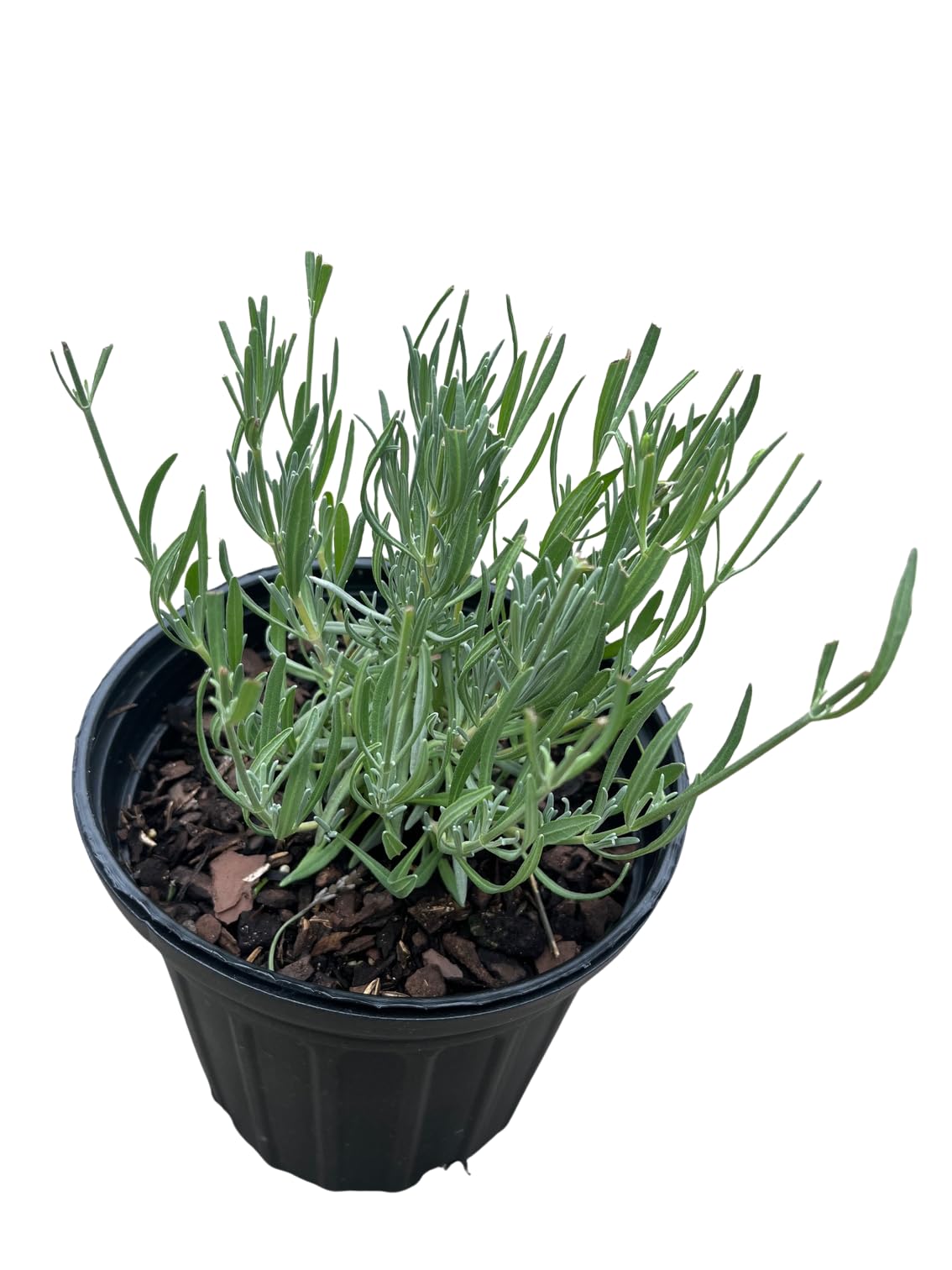 Phenomenal Blue Lavender Herb - Gallon Pot - Live Plant