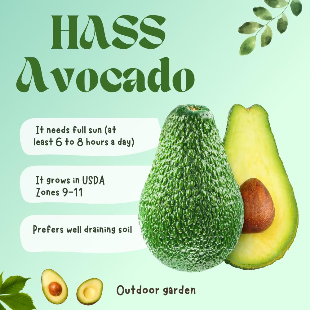 HASS Avocado Trees Live Plants in 3 Gallon Pot, Cold Hardy Fruit Tree, 1-2 Feet Tall, Ready for Planting, No Ship to CA