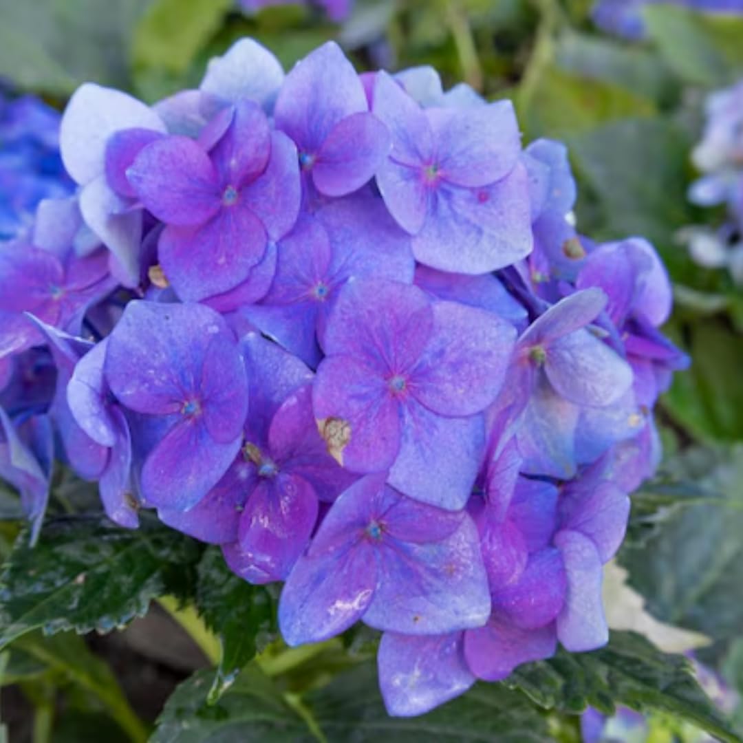Hydrangea Live Plant in 2.5 Inc Pot, Hydrangea Tree Shrub Bush Perennial Outdoor Planting, Change Color Each Season (Rebloomer Pink Purple)