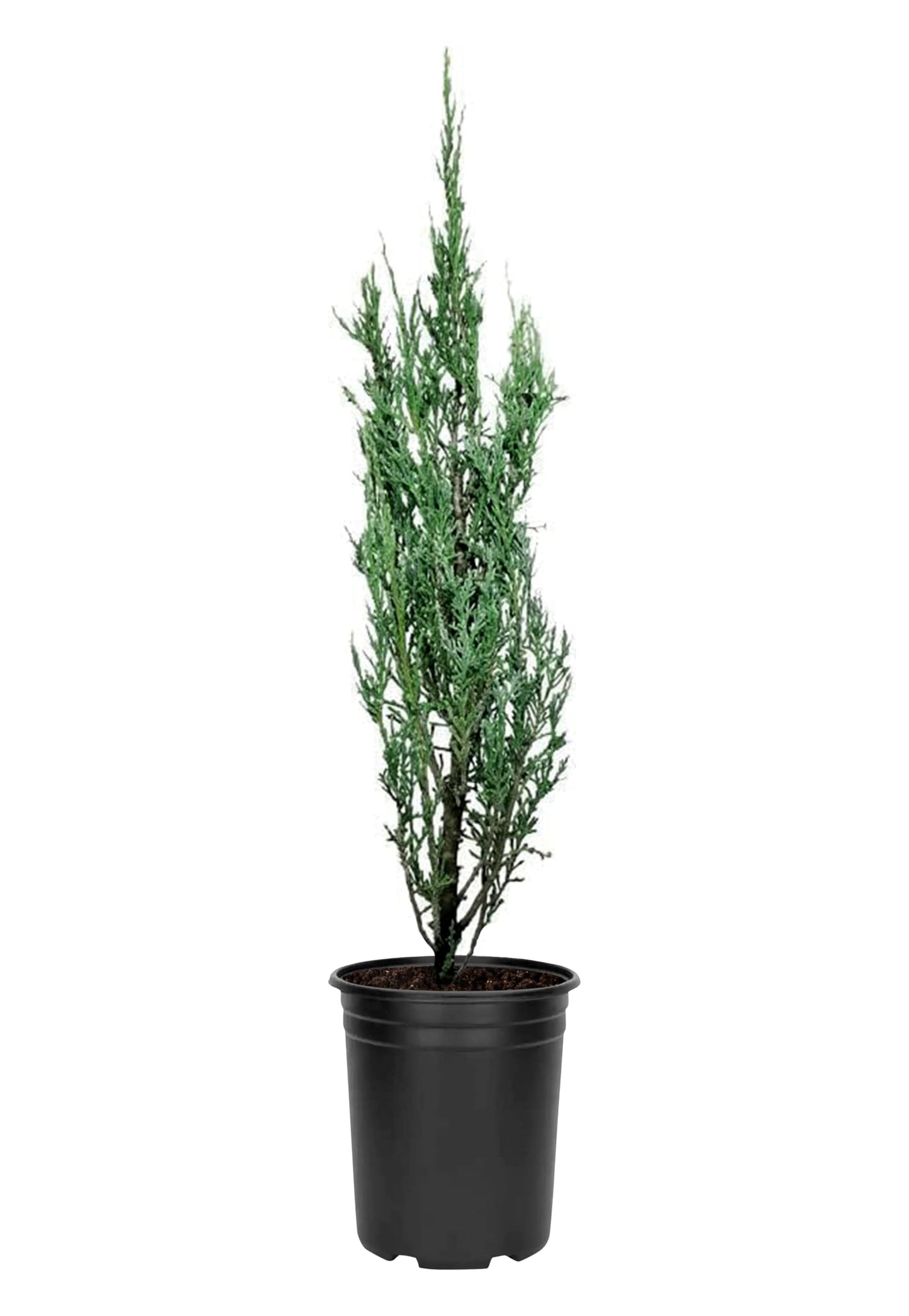 Blue Arrow Juniper | 3 Live 4 Inch Plants | Juniperus Scopulorum | Fast Growing Privacy Screen, Outdoor Evergreen Shrub, Narrow Columnar Shape, Low Maintenance Landscape, Drought Tolerant