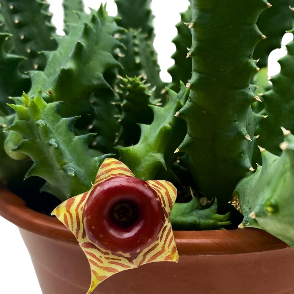BubbleBlooms Lifesaver Huernia Zebrina, Starfish Stapelia Cactus, Live in a 4 inch Pot